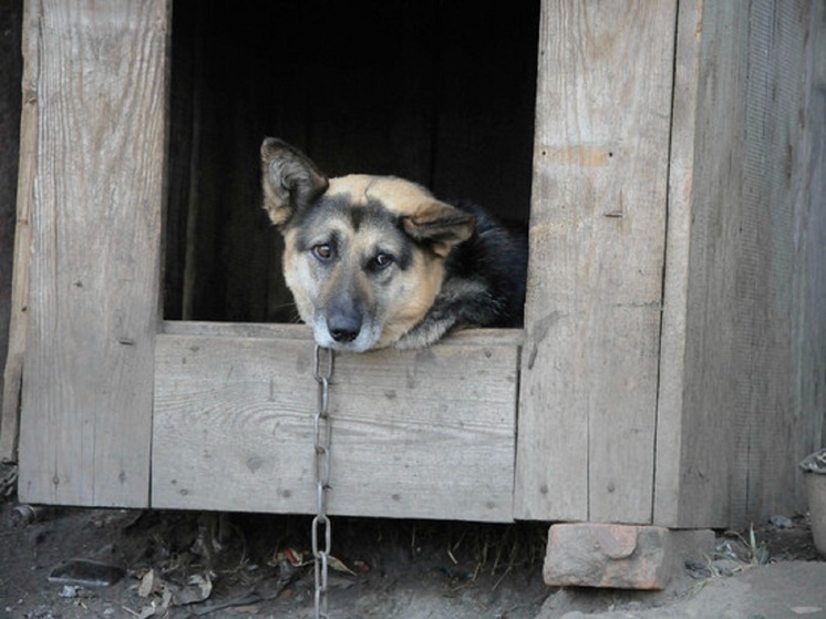 Собаки до бессознательного состояния покусали женщину возле Екатеринбурга