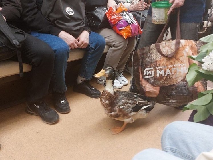 Селезень вернулся на заработки в петербургское метро: есть ли управа на попрошаек с животными