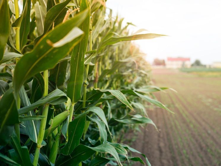 Дагестан наращивает производство кукурузы