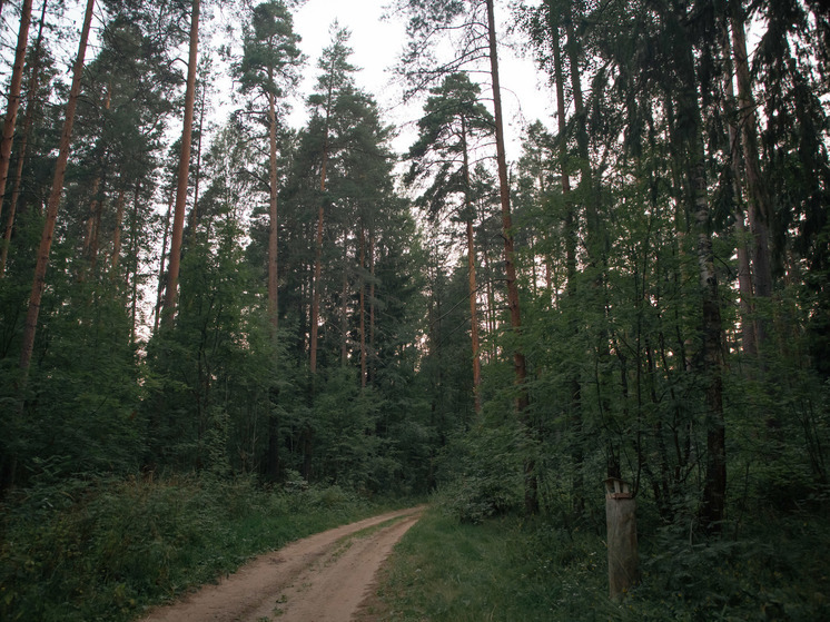 В Тверской области еще свыше 130 гектаров земли перевели в лесной фонд