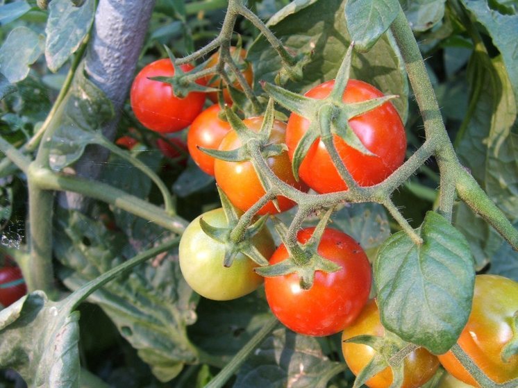 Гастроэнтеролог назвал неприятные последствия от употребления томатов и клубники