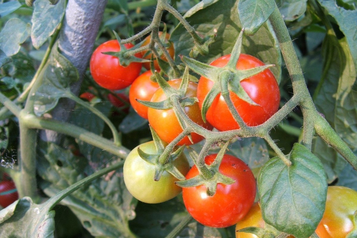 Gastroenterologist called the unpleasant consequences of eating tomatoes and strawberries