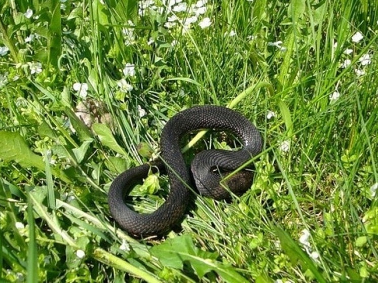 Костромские напасти: из-за аномально теплой весны в области расплодились змеи