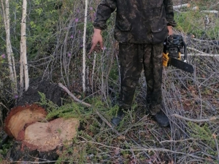 Спиливших 25 лиственниц для забора «черных лесорубов» задержали под Читой
