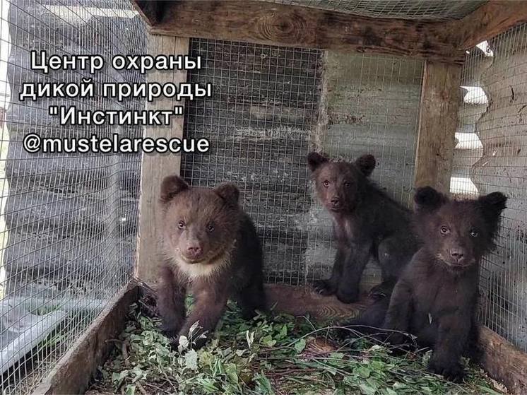 Медвежатам-сиротам из красноярского центра «Инстинкт» отказали в реабилитации в заповеднике