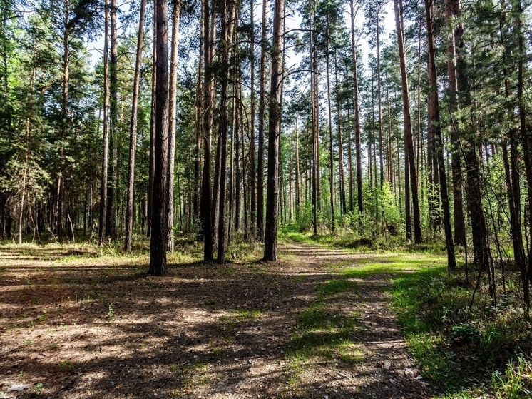 Лес 27 мая горит в трёх районах Томской области