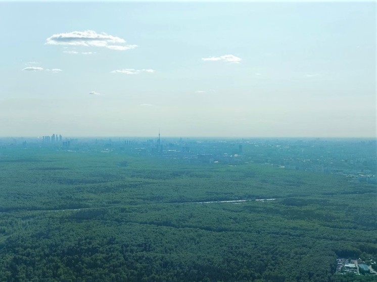 Из лесов в Подмосковье за неделю вывели 12 потерявшихся человек