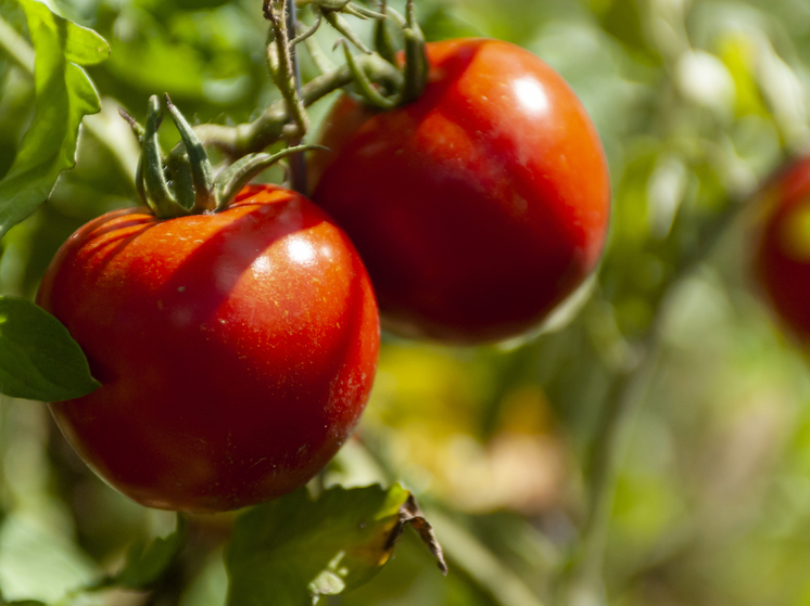 Разрушение суставов и боль в желудке: чем могут быть опасны помидоры