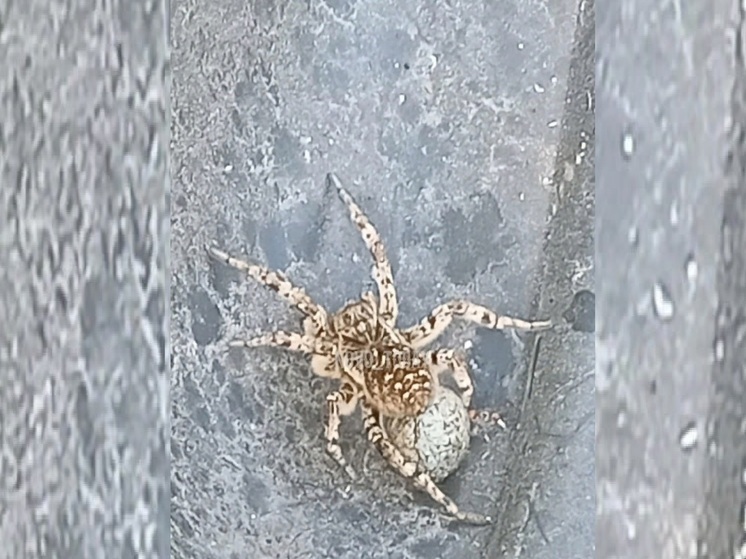 В Волгоградской области во дворе заметили ядовитого тарантула