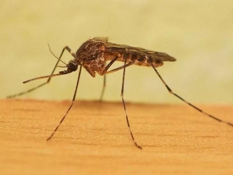 Ярославцам рассказали, как спастись от комаров, используя средство, которое можно приготовить в домашних условиях