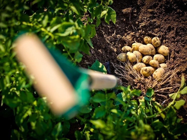 В Орловской области покупательная способность жителей выросла на тонну картофеля