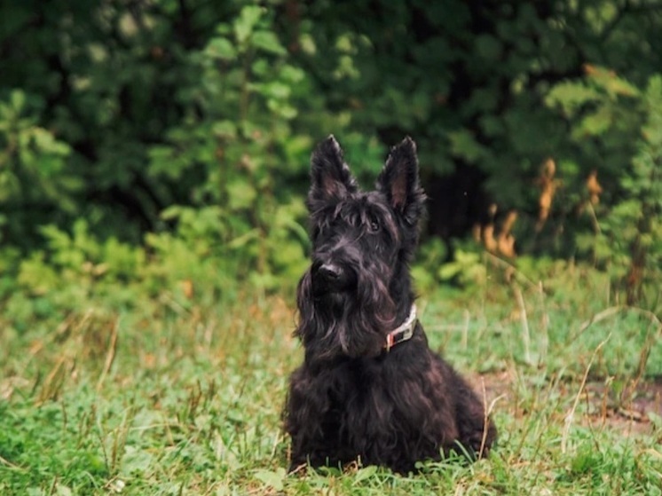 В Липецке росгвардейцы и зоозащитники спасли собаку