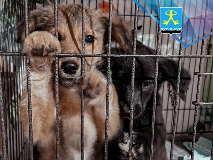 В Муравленко стартовал благотворительный марафон для помощи бездомным животным