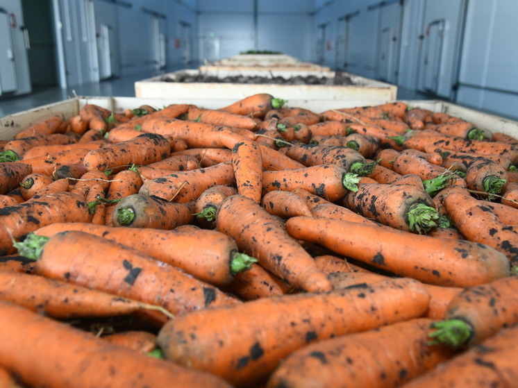 Из Волгоградской области в Беларусь и Казахстан экспортировали 528 тонн моркови