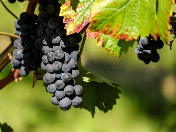  Россиянам рассказали, что виноград улучшает состояние кишечника