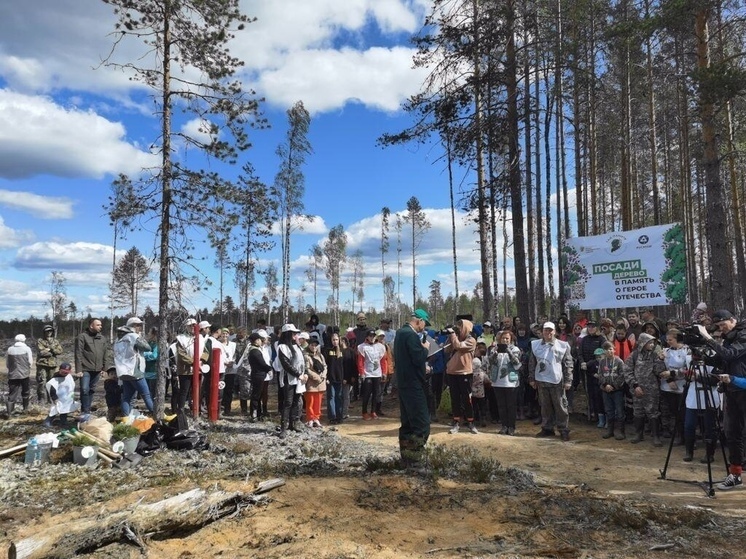 Более 300 жителей Карелии посадили 18,5 тысяч сосен