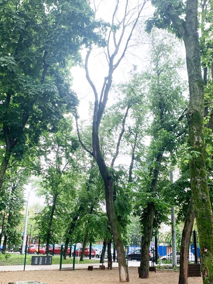 Воронежский парк «Орленок» избавят от 4-х сухостойных деревьев