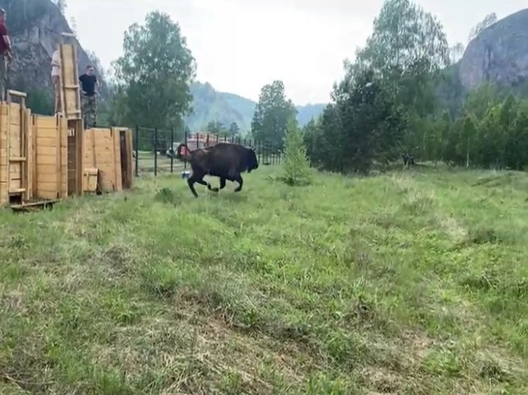 Радий Хабиров предложил назвать зубра Башкиренком