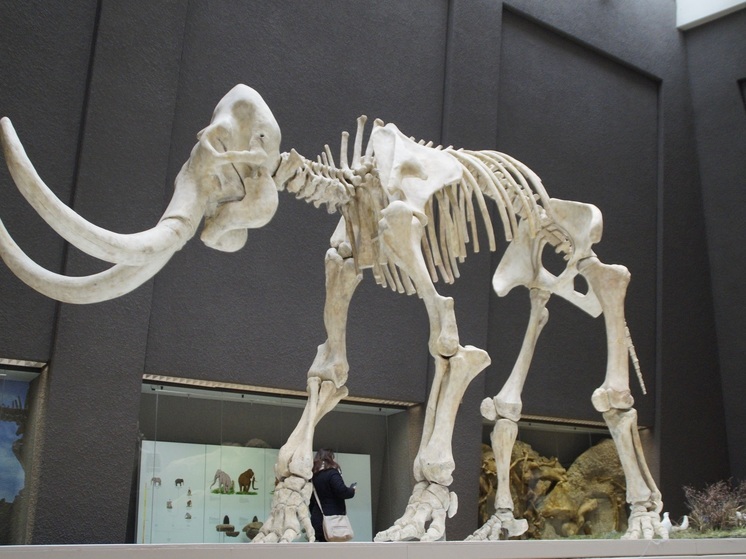 Новосибирские ученые привезли в Петербург трехметровый скелет мамонта