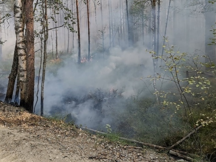 Лес загорелся в Пряжинском районе Карелии