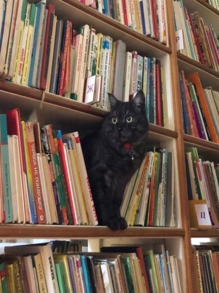 В красноярской библиотеке имени Астафьева работает кот по кличке Борис