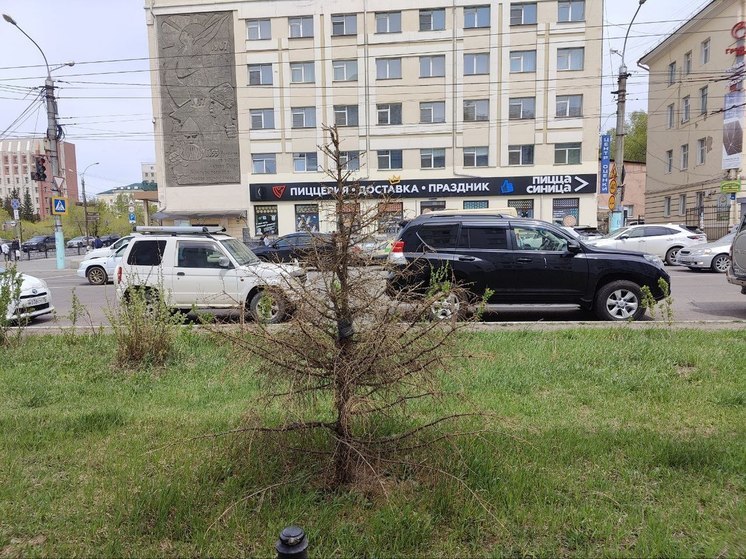 Большая часть высаженных в 2022 году в центре Читы елей погибла