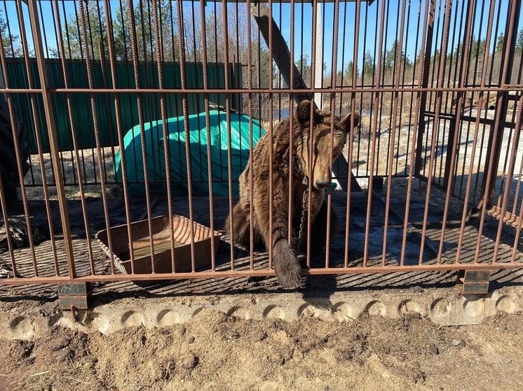 В Вельском районе медведя эксплуатировали на притравке охотничьих собак