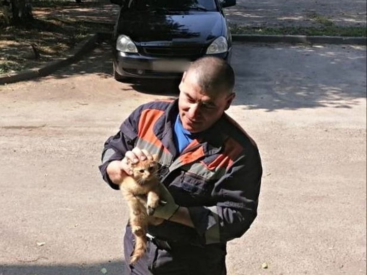 В Луховицах прошла операция по спасению котёнка, который застрял на высоком дереве