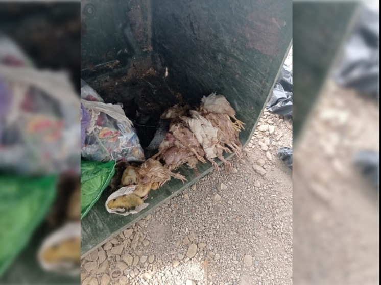 Мертвых кур и утят обнаружили в мусорном баке в Киясовском районе