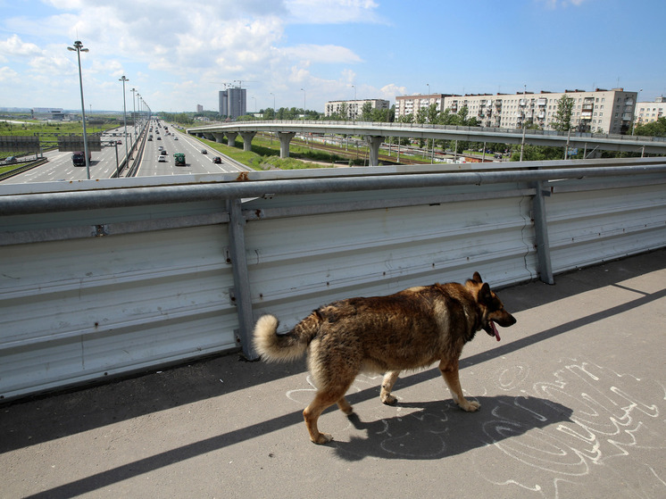 Собака искусала подростка у Вознесенского шоссе