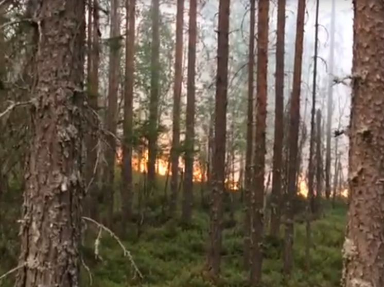 Опубликовано видео лесного пожара в Сегежском районе Карелии