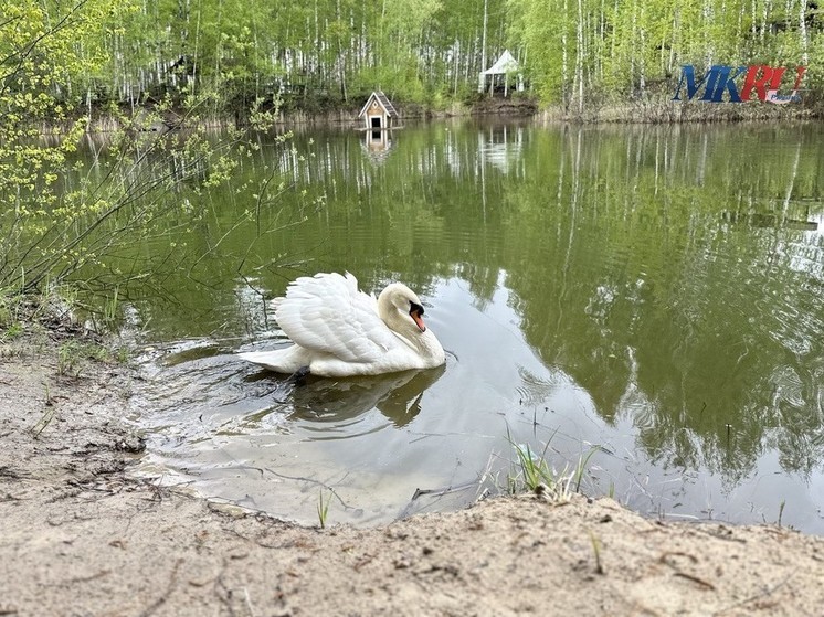 30 мая в Рязанской области ожидается небольшой дождь и до +25 градусов
