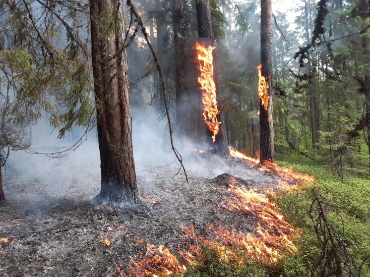 Средний класс пожарной опасности действует в лесах Вологодской области