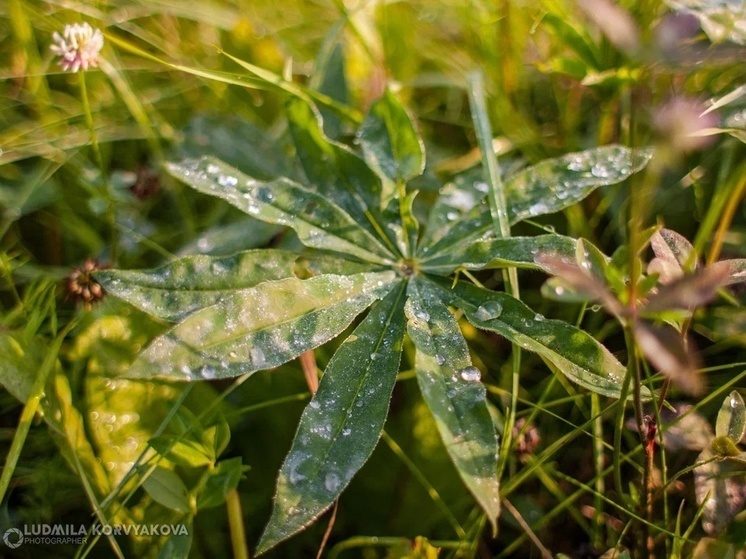 Холод придет в Карелию вместе с летом