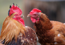 На рынке обозначилась «физическая нехватка объемов» мяса птицы

