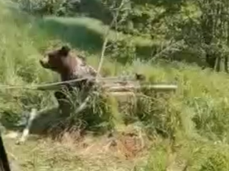 В Ярославской области охотинспектор спас из колодца медведя