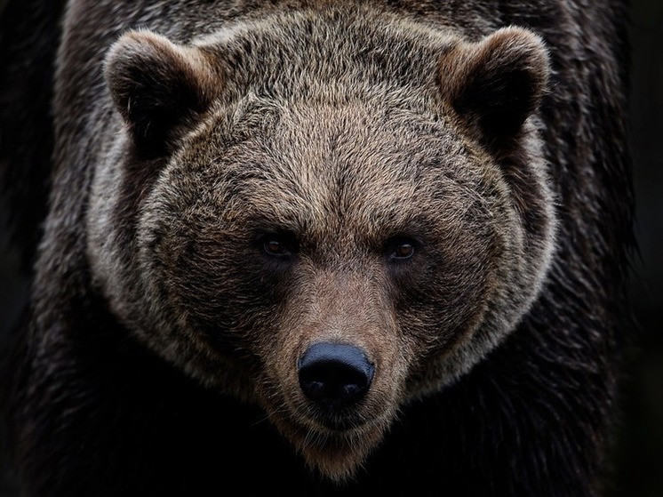 Пограничник пережил нападение медведя возле российско-финской границы
