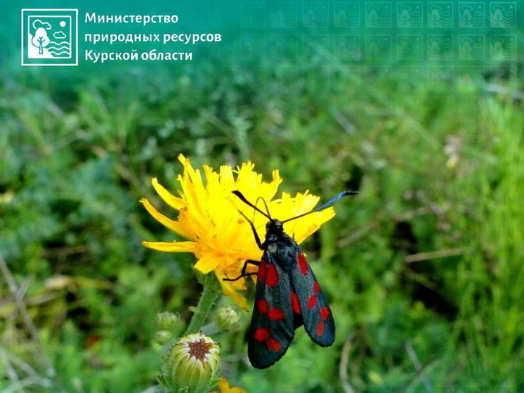 В Курской области создана особо охраняемая природная территория «Балка Ченки»