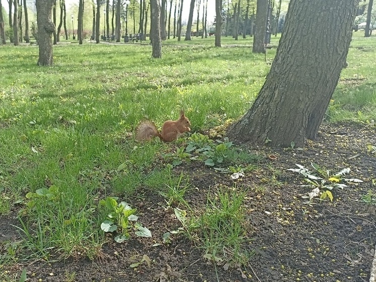 Минимум 20 тысяч гектаров лесов ДНР полностью уничтожены в результате боевых действий