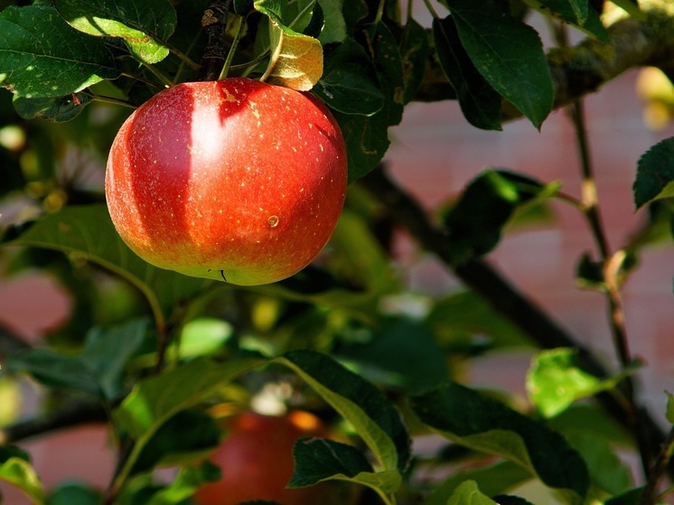 Губернатор Орла предложил массово высадить яблони