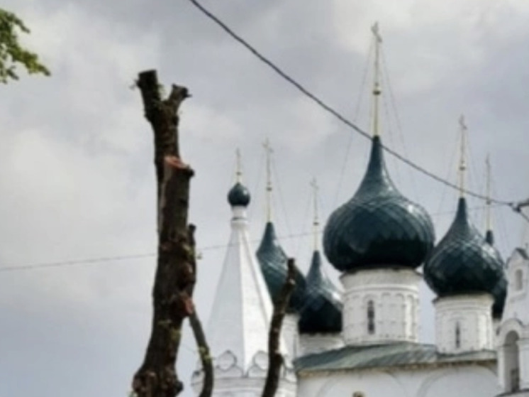 Ярославцы пожаловались губернатору на обрезку деревьев