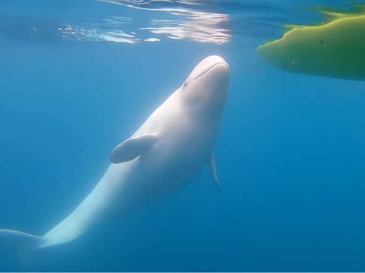 У побережья Швеции заметили кита, который может шпионить на Россию