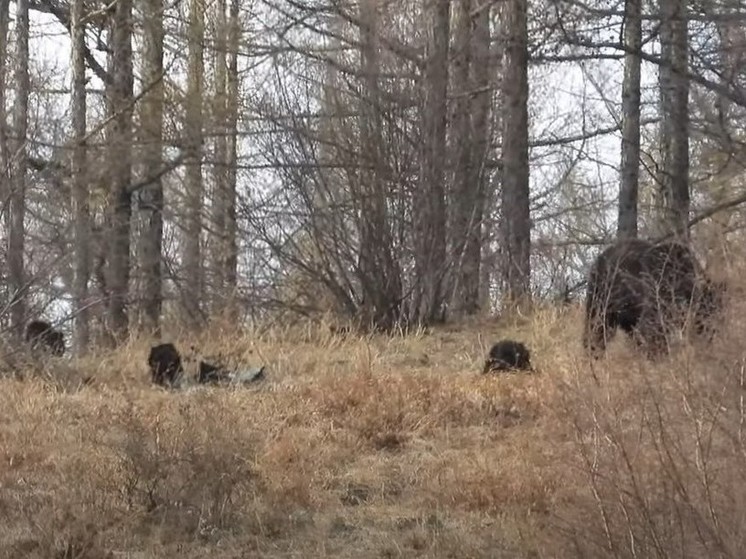 Играющих медвежат с медведицей засняли в Сохондинском заповеднике