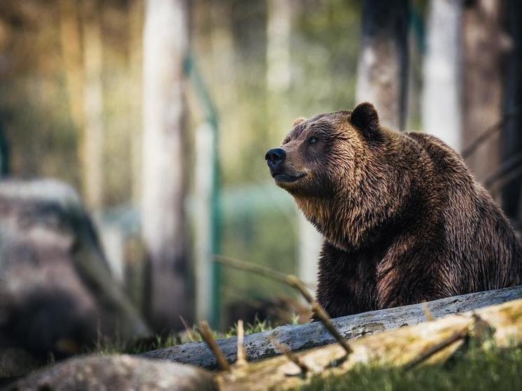 Финская пограничница Эрика Янкя рассказала о нападении на нее медведя на границе с Россией