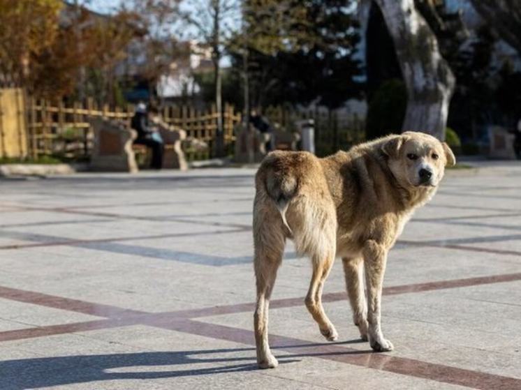 В Омске мэрия должна выплатить компенсацию за моральный вред укушенному бродячей собакой ребенку