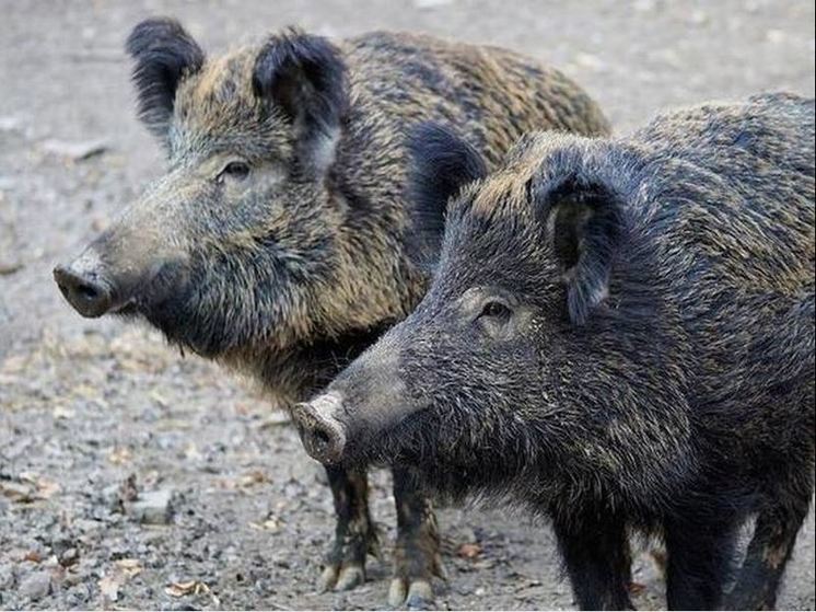 Карантин по африканской чуме свиней отменили в Орловской области