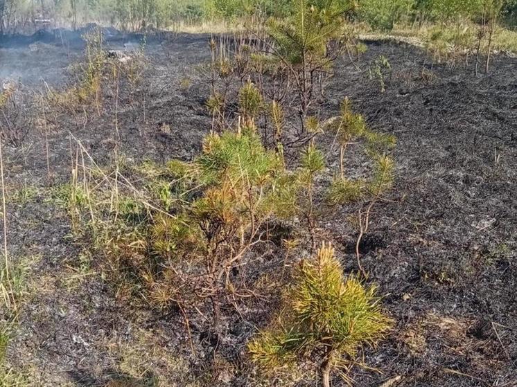 Брянские спасатели потушили лесной пожар в Климовском районе