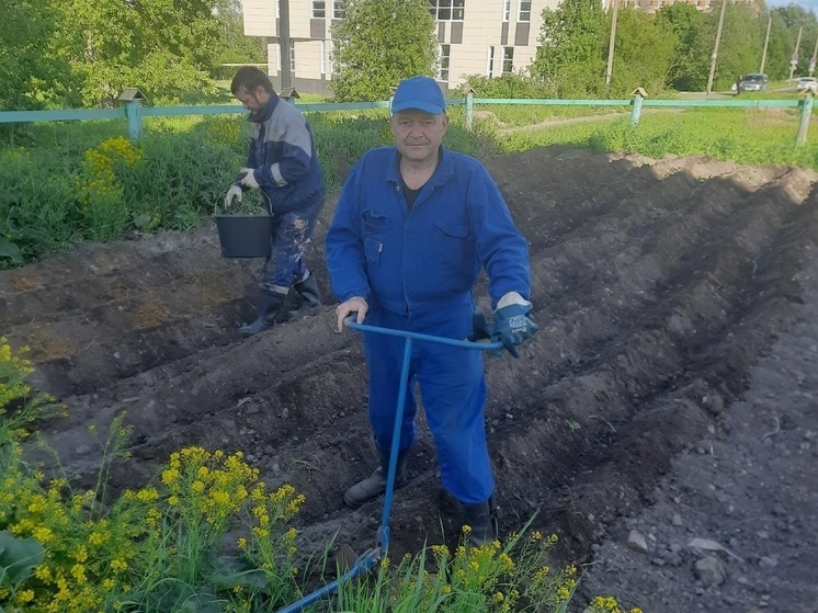 Картошку для неимущих Петрозаводска посадили с помощью технологии «а-ля бурлаки на Волге»