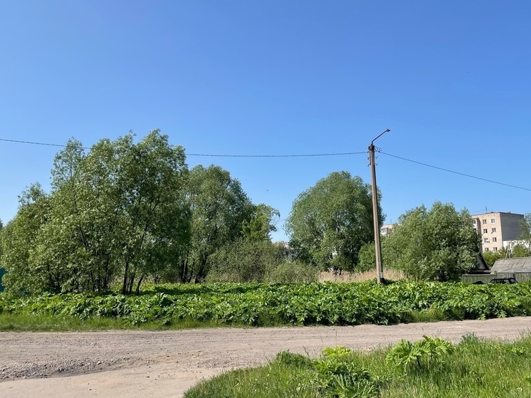 В Тверской области обнаружили огромное поле борщевика