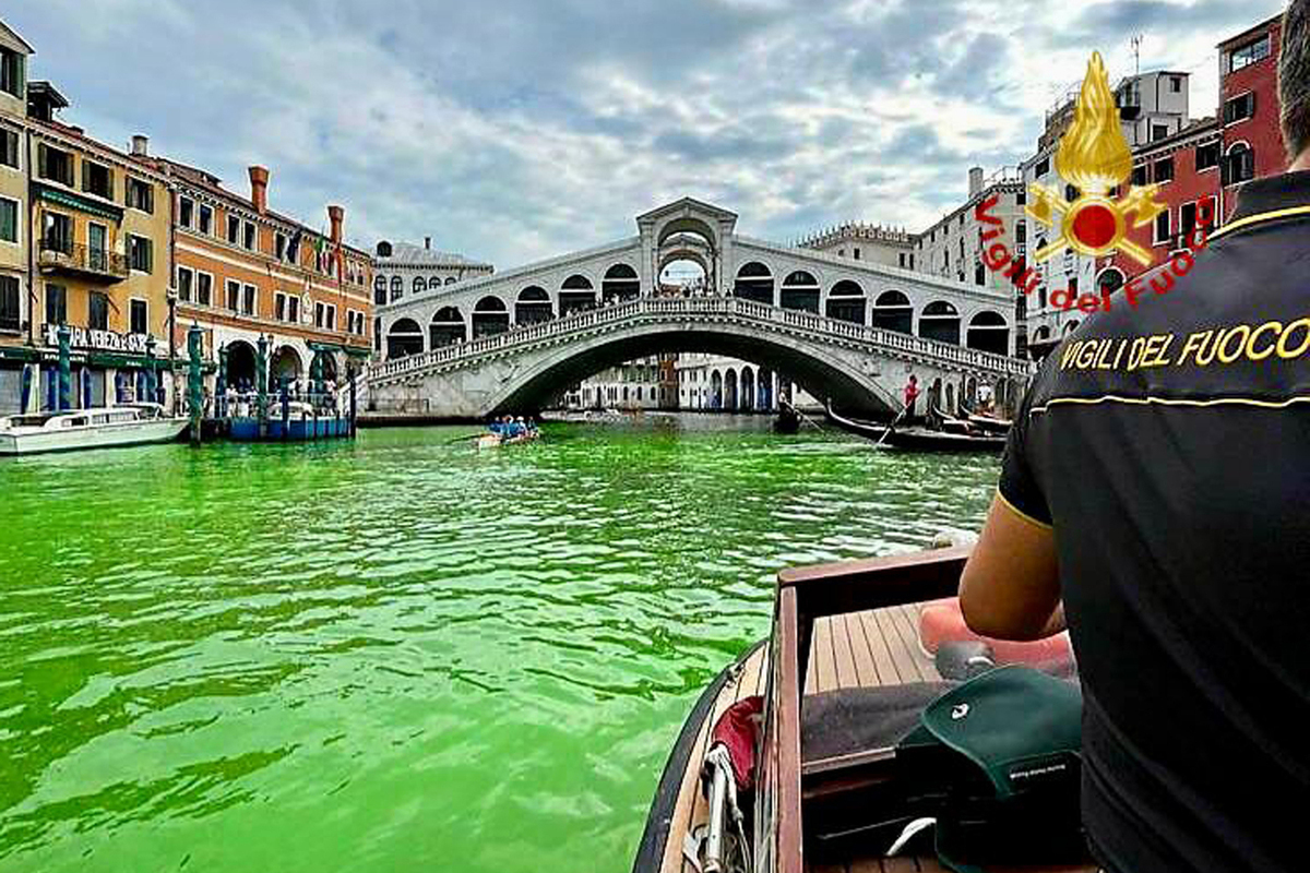 дельфины в каналах венеции